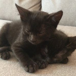 Meet your Posher, Maggie